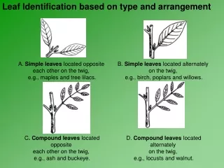 Leaf Identification based on type and arrangement