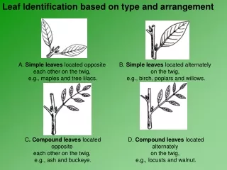 leaf identification based on type and arrangement