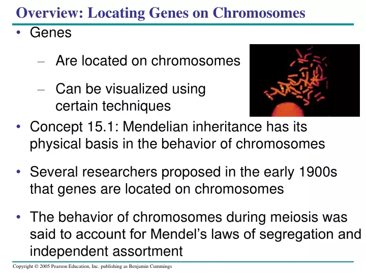 overview locating genes on chromosomes