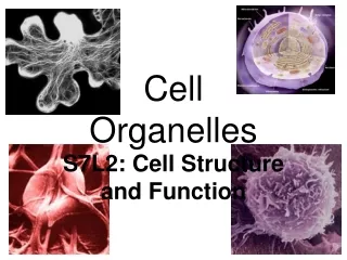 cell organelles