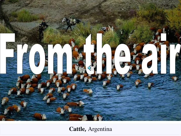 cattle argentina