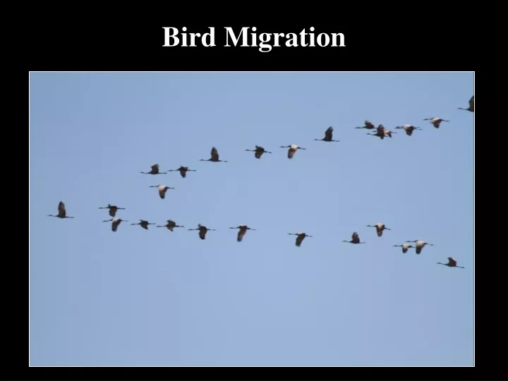 bird migration