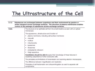 The Ultrastructure of the Cell