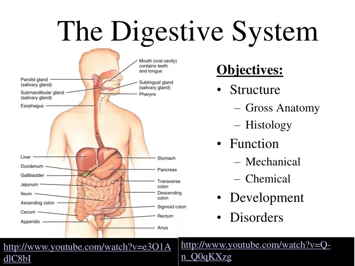 the digestive system