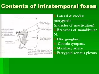 Contents of infratemporal fossa