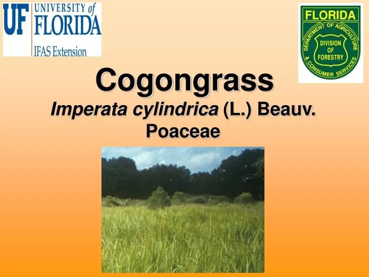 cogongrass