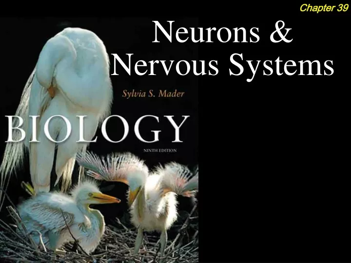 neurons nervous systems
