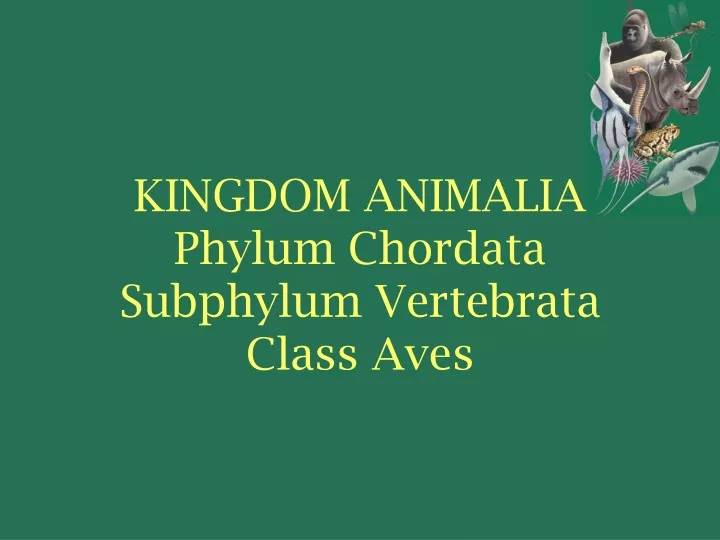 kingdom animalia phylum chordata subphylum vertebrata class aves