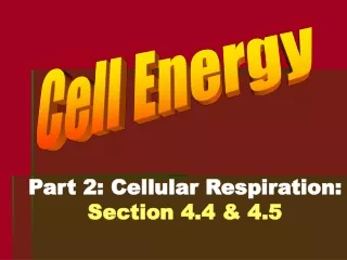 Part 2: Cellular Respiration: Section 4.4 &amp; 4.5