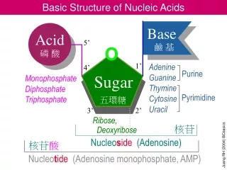 Basic Structure of Nucleic Acids