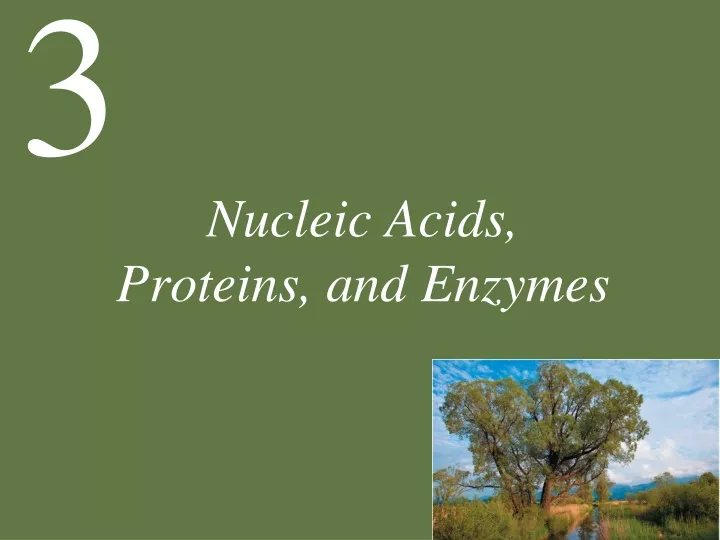 nucleic acids proteins and enzymes