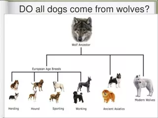 DO all dogs come from wolves?
