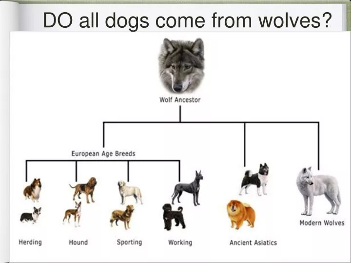 do all dogs come from wolves