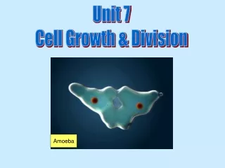 Unit 7 Cell Growth &amp; Division