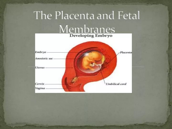 the placenta and fetal membranes