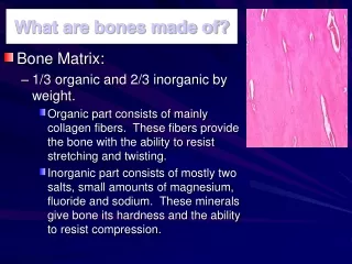 What are bones made of?