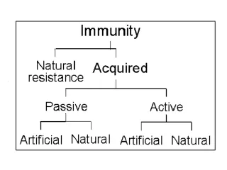 Immunization