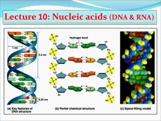 Lecture  10 : Nucleic acids  (DNA &amp; RNA)