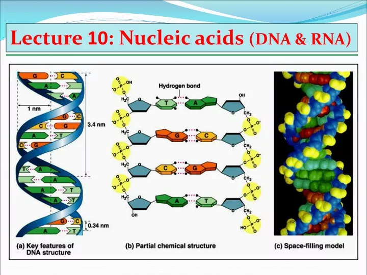 lecture 10 nucleic acids dna rna