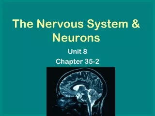 The Nervous System &amp; Neurons