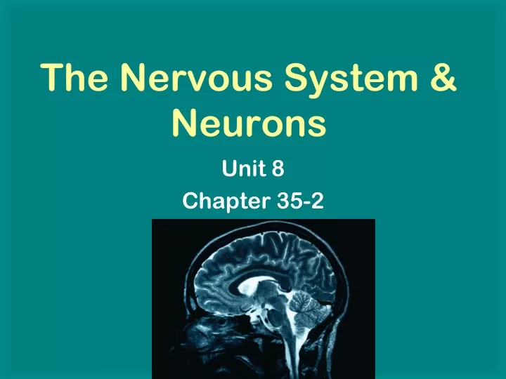 the nervous system neurons