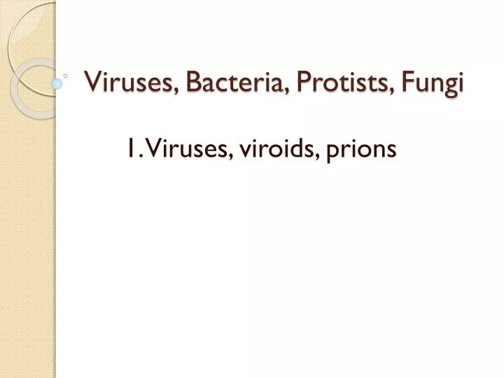 viruses bacteria protists fungi