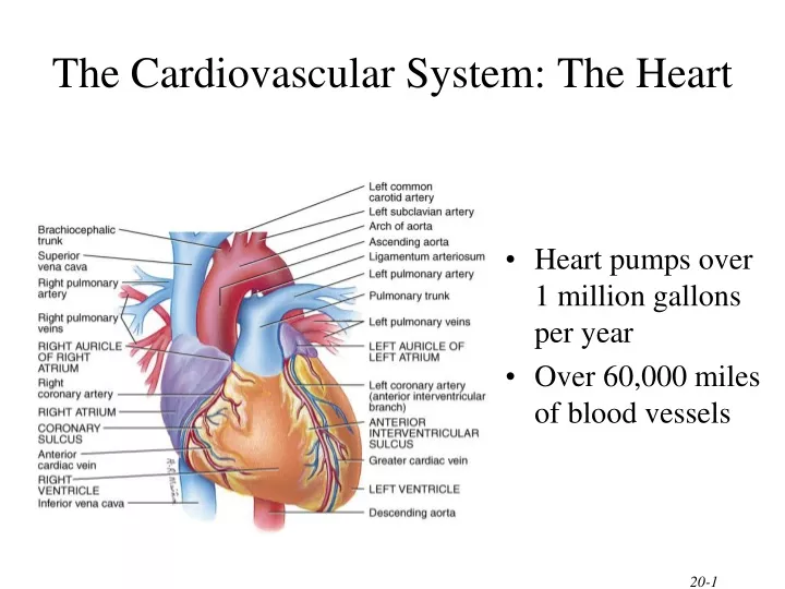 the cardiovascular system the heart