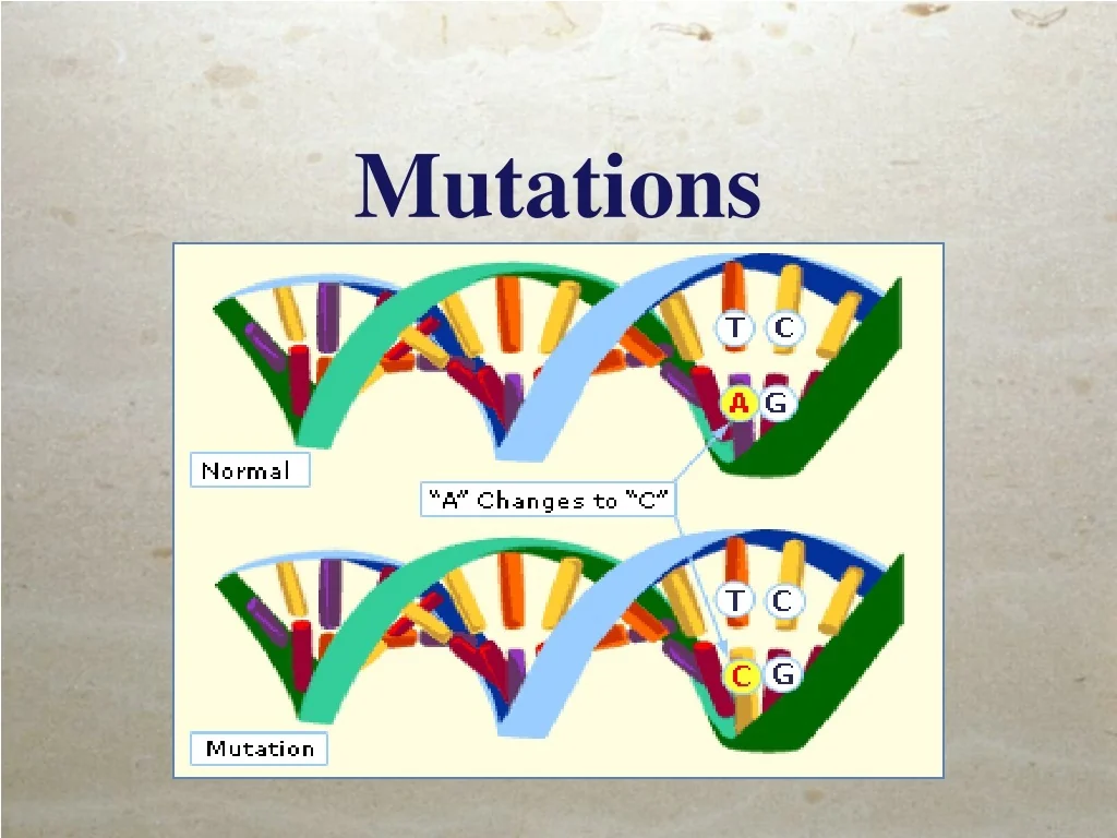 PPT - Mutations: Causes, Types, and Effects PowerPoint Presentation ...