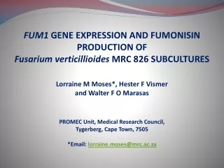 FUM1  GENE EXPRESSION AND FUMONISIN PRODUCTION OF Fusarium verticillioides  MRC 826 SUBCULTURES