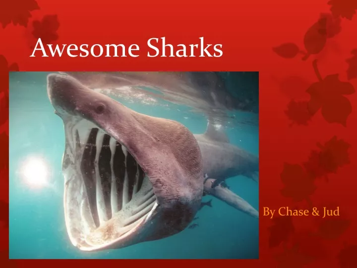 awesome sharks