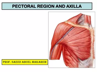 PECTORAL REGION AND AXILLA