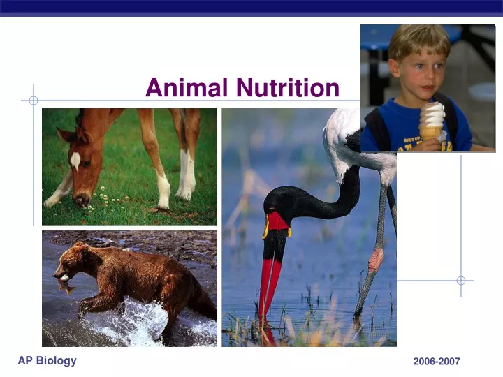 animal nutrition