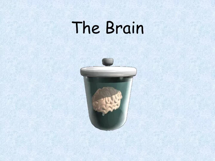 the brain