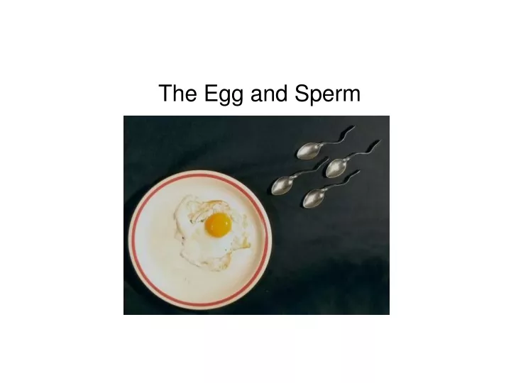the egg and sperm