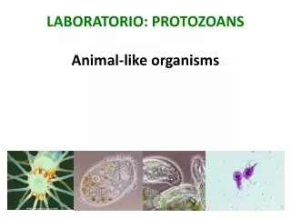 LABORATORIO: PROTOZOANS Animal-like organisms