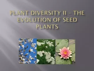 Plant Diversity II – The Evolution of Seed Plants
