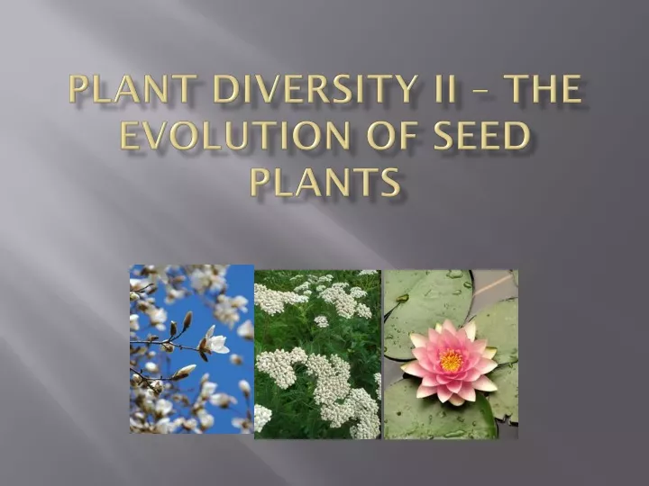 plant diversity ii the evolution of seed plants