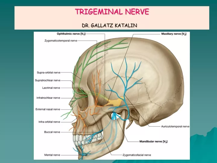 trigeminal nerve dr gallatz katalin