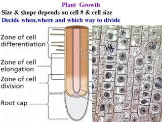 Plant  Growth Size &amp; shape depends on cell # &amp; cell size Decide when,where and which way to divide