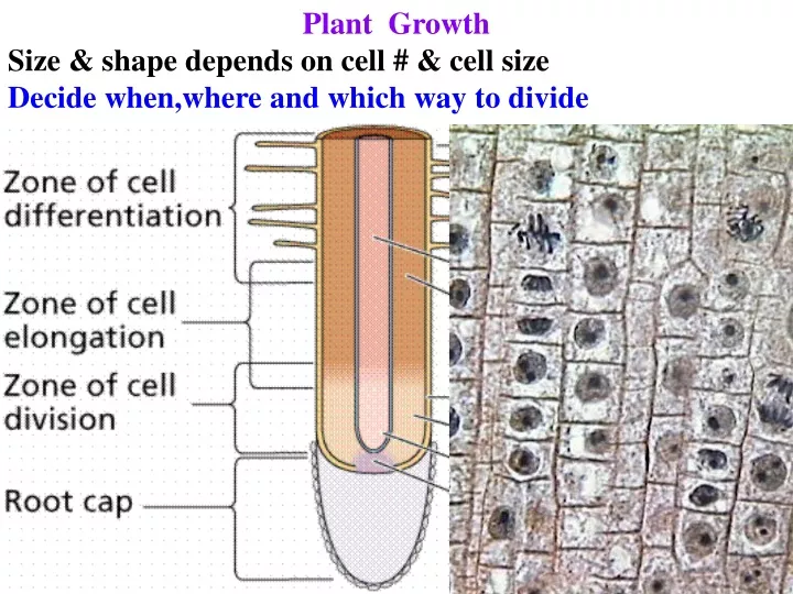 plant growth size shape depends on cell cell size