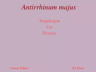 Antirrhinum majus