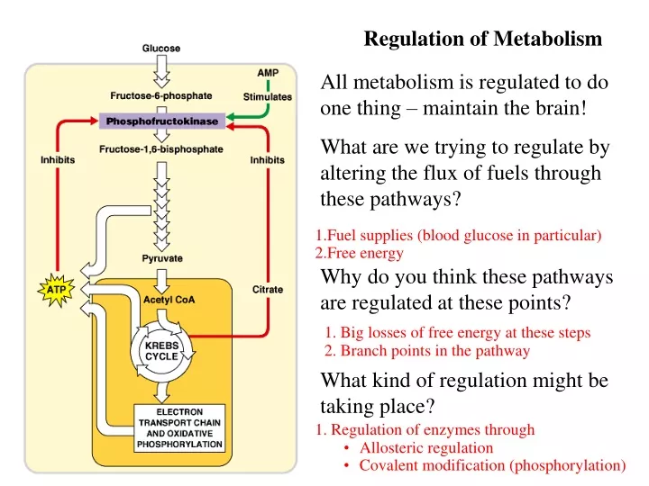 regulation of metabolism