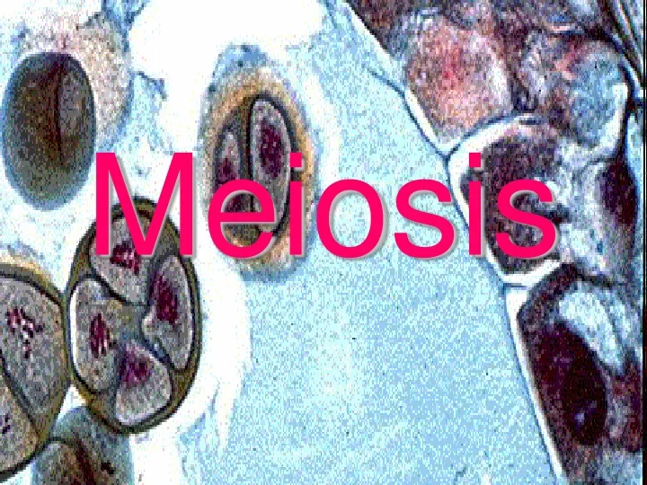 meiosis