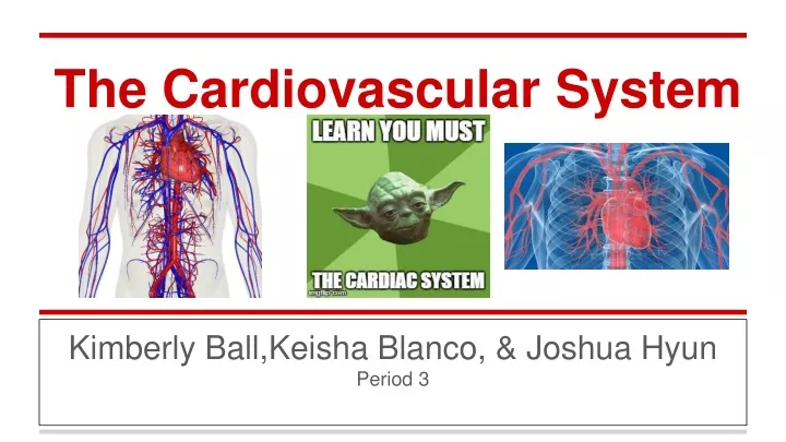 the cardiovascular system