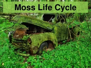 Moss Life Cycle