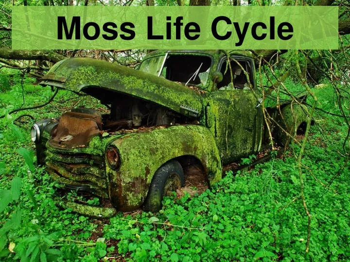 moss life cycle