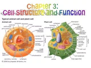 Chapter 3:   Cell Structure and Function