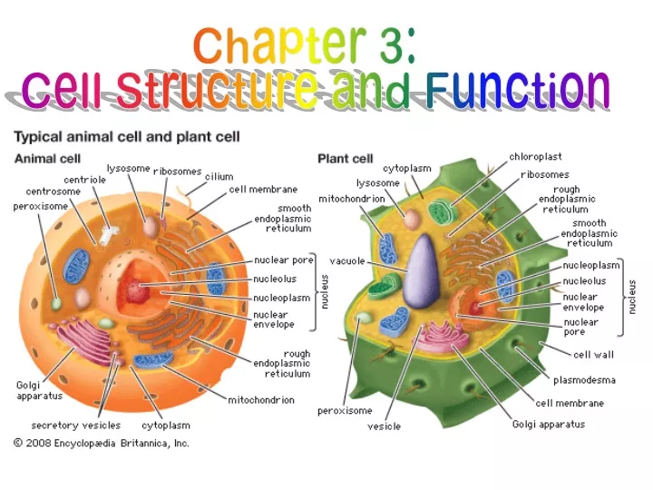 chapter 3 cell structure and function