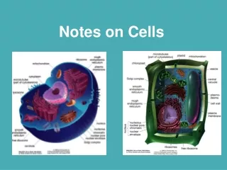 Notes on Cells