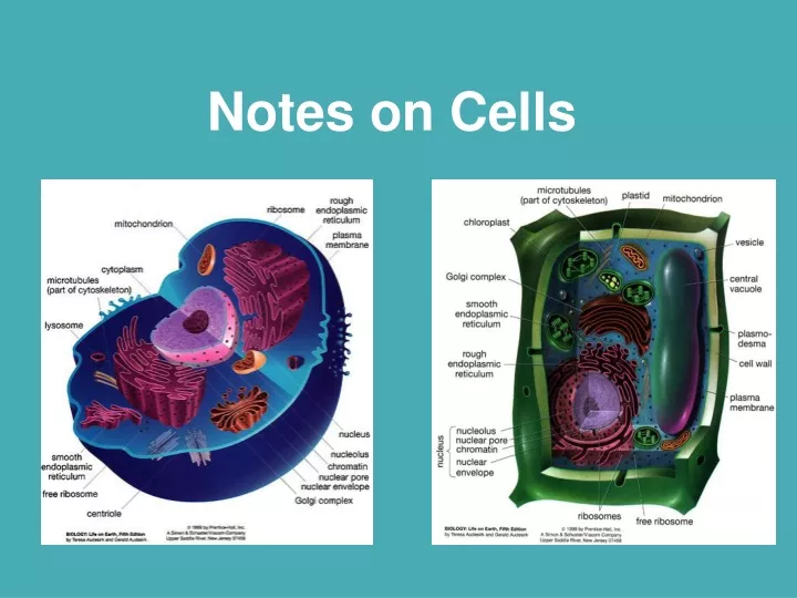 notes on cells